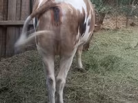 Lembu jantan, Cattle — foto 6