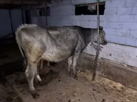 Lembu betina, Cattle — foto 2