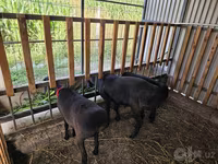 Vædder, Hissar sheep — foto 2