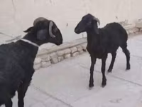 Oveja, Arabi sheep — foto 1