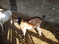 Caprone, Alpine goat — foto 2