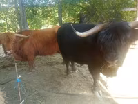 گاو نر, Highland — عکس 7