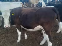 Lembu betina, Cattle — foto 3