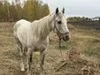 Kůň, Horse breed — foto 8