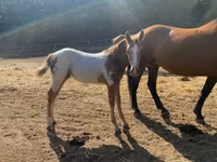 Айғыр, Appaloosa — 2-сурет