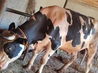 วัวตัวผู้, พันธุ์โฮลชไตน์ — รูปภาพ 2