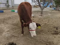 بقرة, Latvian Blue cattle — الصورة 3