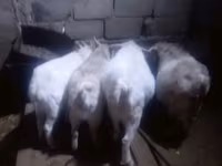Kambing betina, Goats — foto 3