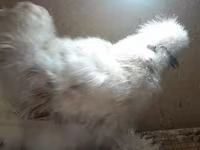 Chickens — 写真 5