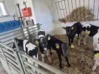 Toro, Russian Black pied cattle — foto 1