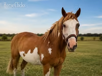 Kuda jantan, American paint horse — foto 3
