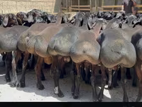 Wad, Hissar sheep — sawirka 6