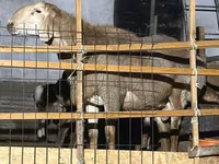 Хонь, Hissar sheep — 1 зураг