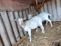 بز ماده, بز — عکس 1