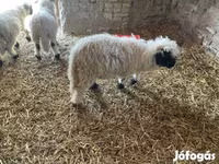 Ovan, Wallis Country sheep — fotografija 1
