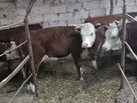 Mucca, Mucca kazaka a testa bianca — foto 2