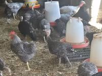 Turkeys — zdjęcie 5