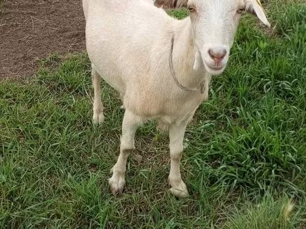 Dişi keçi, Saanen goat