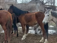 Merrie, Kazakh horse — foto 7