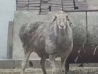 Кочкор, Койлор — сүрөт 6