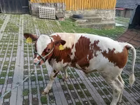 گاو نر, گاو — عکس 1