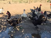 Ducks — รูปภาพ 3