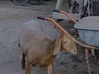 Domba betina, Arashan sheep — foto 6