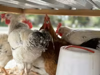 Chickens — foto 3
