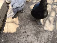 Ducks — fotografija 2