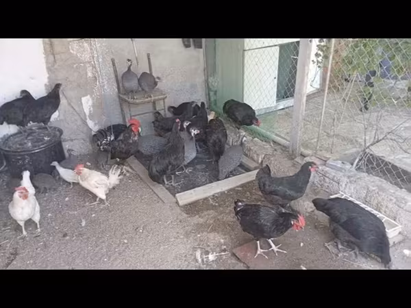 Australian Pit Game fowl