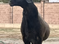 Berbec, Hissar sheep — foto 6