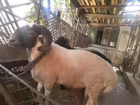 قوچ, گوسفند — عکس 2