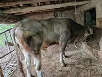 Бұқа, Swiss cattle — 2-сурет