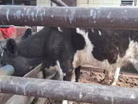 Lembu betina, Cattle — foto 4