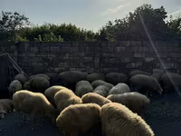 양(암수 미지정, 묶음), 양 — 사진 1