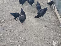 Chickens — ፎቶ 4