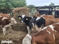Tyre, Holstein-race — foto 2