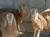 قوچ, Arashan sheep — عکس 3