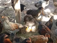 Chickens — عکس 2