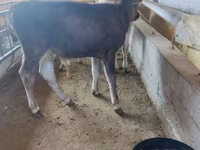 Vacă, Bovine — foto 4