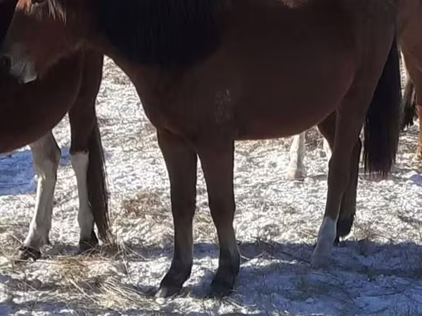 Koně (série, pohlaví neuvedeno), Horse breed