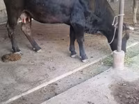 பசு, Swiss cattle — புகைப்படம் 5