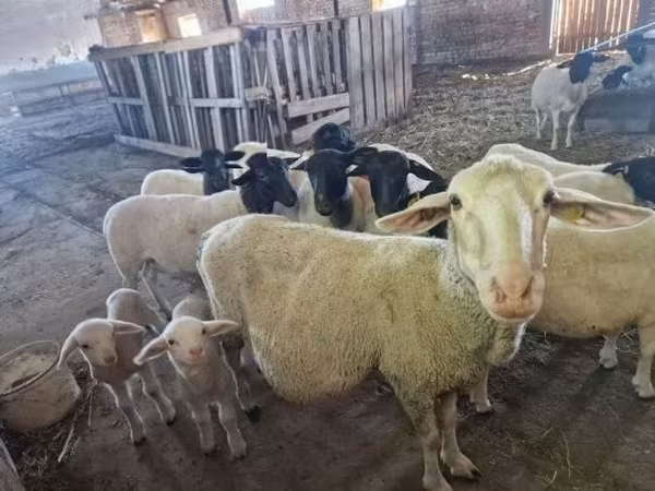 Sheep, Merino sheep — Hungary