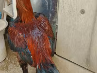Chickens — عکس 1