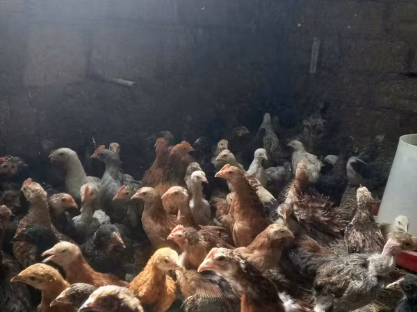 Chickens