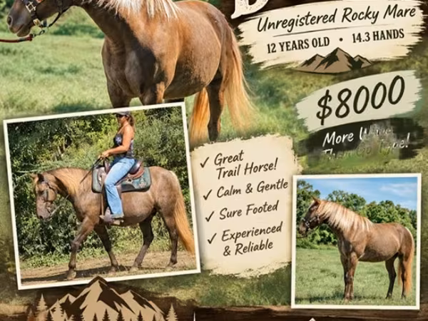 فرس, Kentucky mountain daddle horse