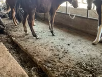 Hingst, Horse breed — foto 1
