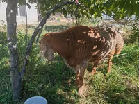 قوچ, گوسفند — عکس 3