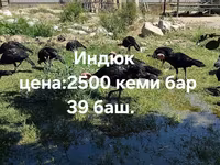 Turkeys — sawirka 1