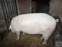 Cinghiale — foto 1